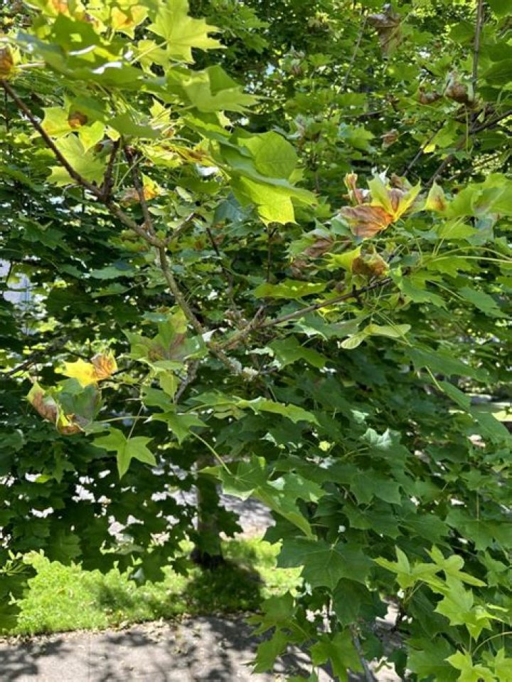 What is killing my Norway maple?
