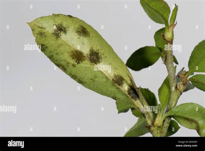 What is killing my pyracantha?