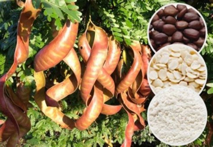 What is locust bean used for?