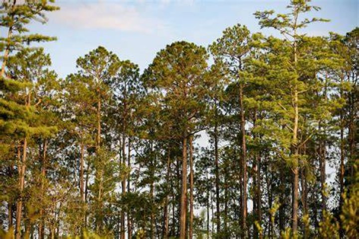 What is mixed southern pine?