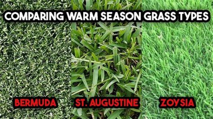 What is special about Bermuda grass?