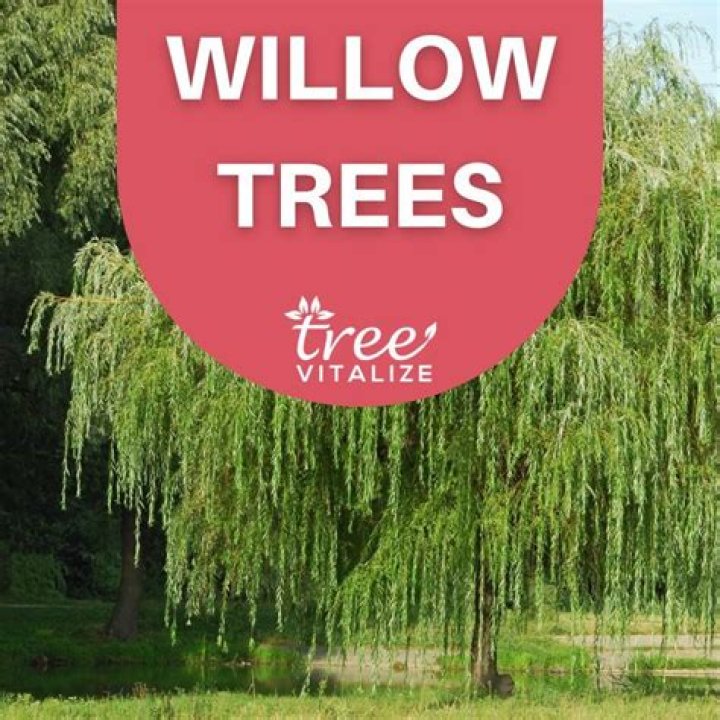 What is special about willow trees?