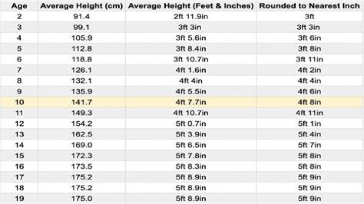 What is the average height of a magnolia tree?