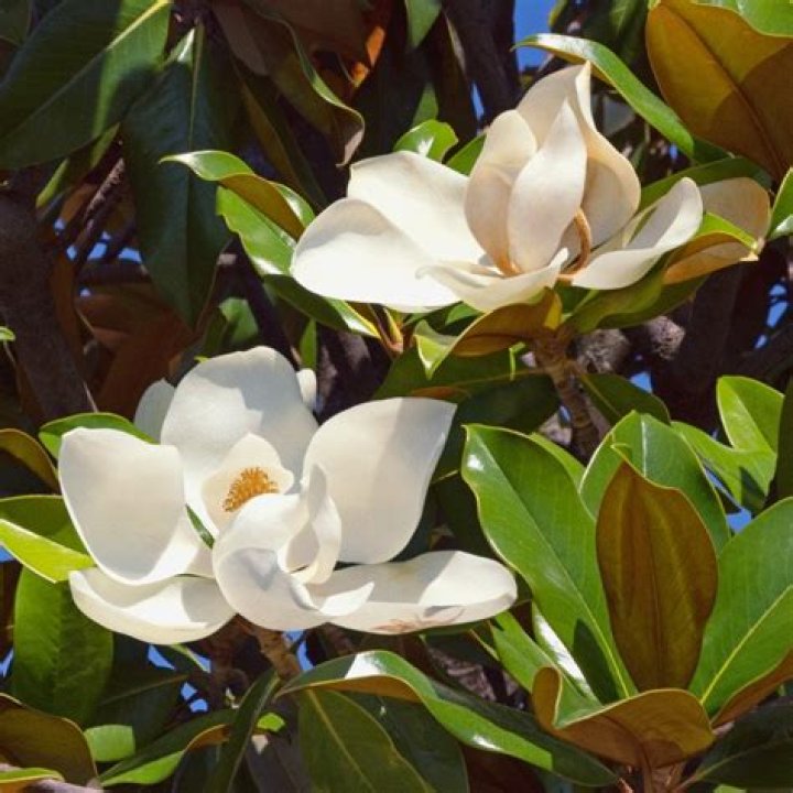 What is the average size of a magnolia tree?