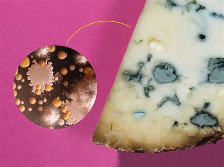 What is the bacteria called in cheese?