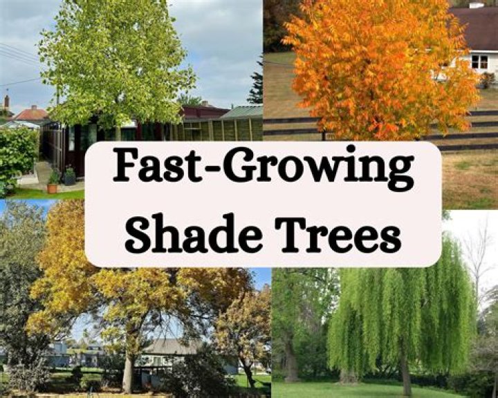 What is the best backyard shade tree?