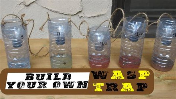What is the best bait for wasp traps?