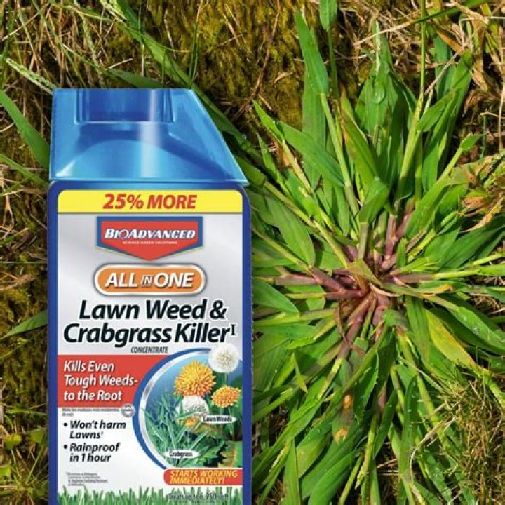 What is the best crabgrass and dandelion killer?