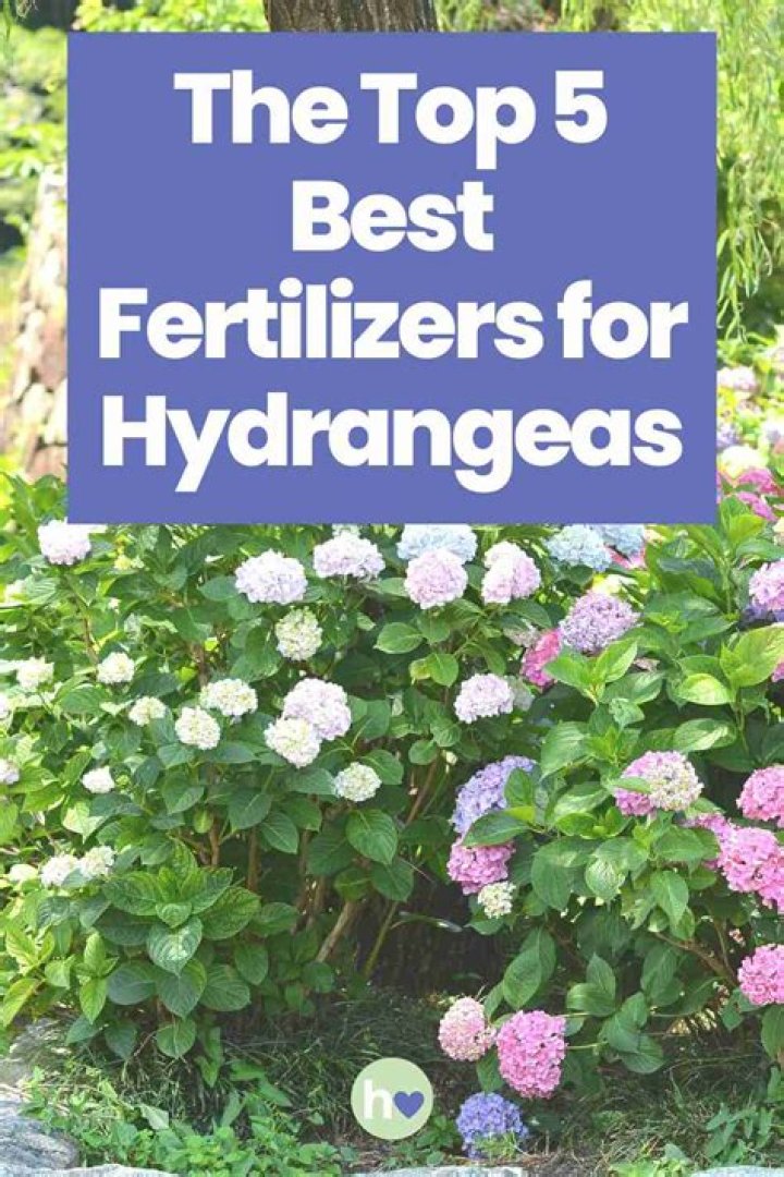 What is the best fertilizer for blue hydrangeas?