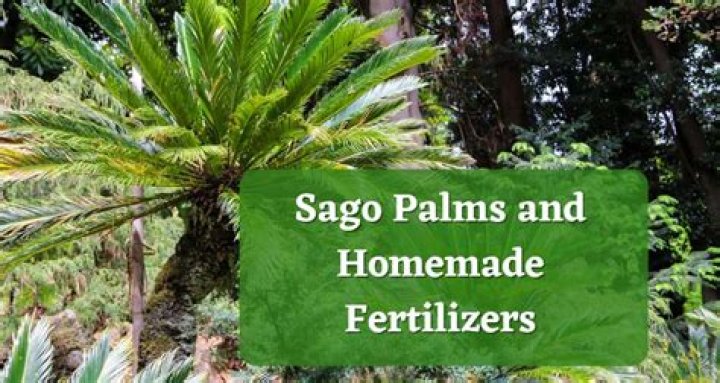 What is the best fertilizer for sabal palms?