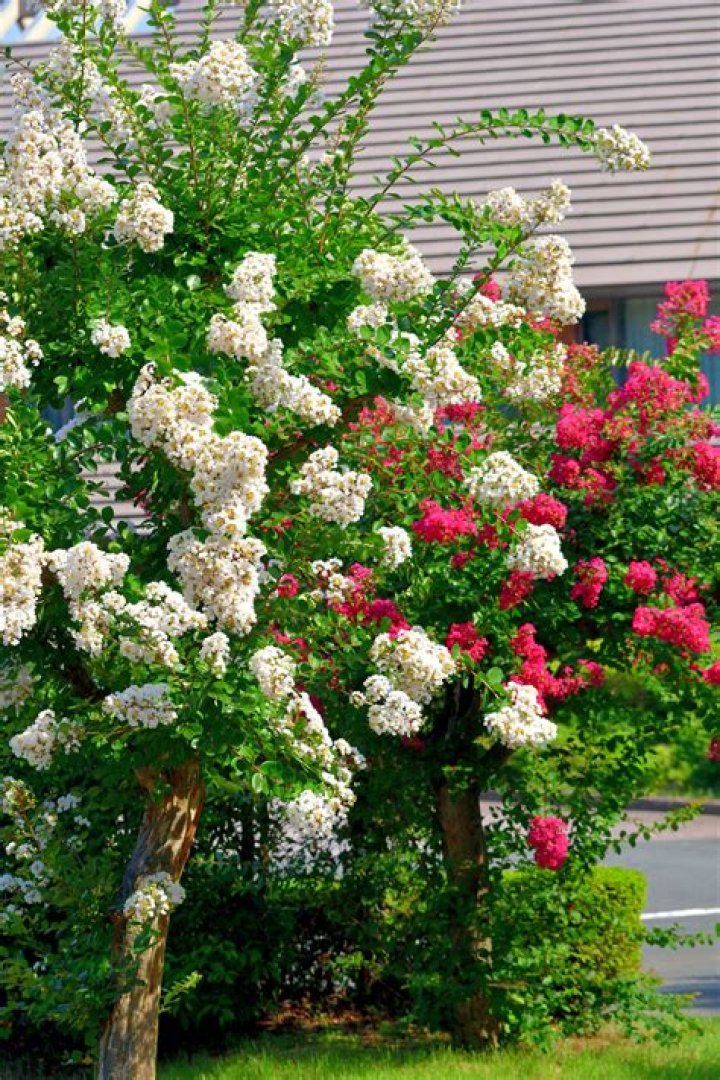 What is the best flower tree?