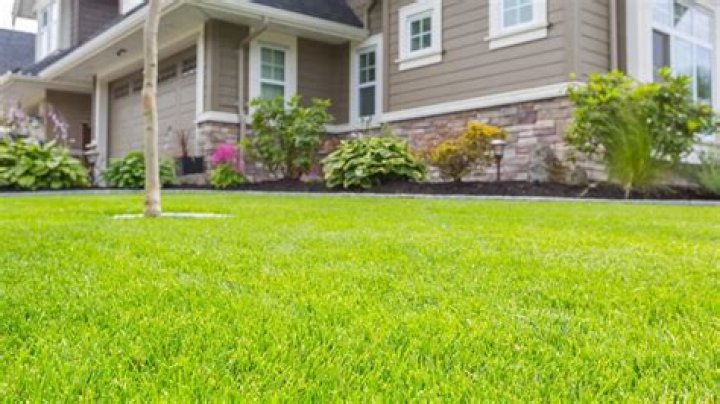 What is the best grass for front lawn?