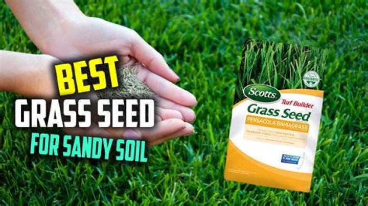 What is the best grass seed to buy?