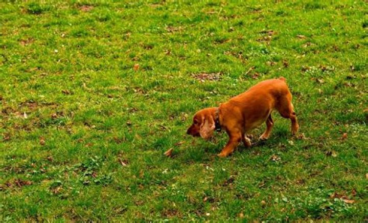 What is the best grass to grow with dogs?