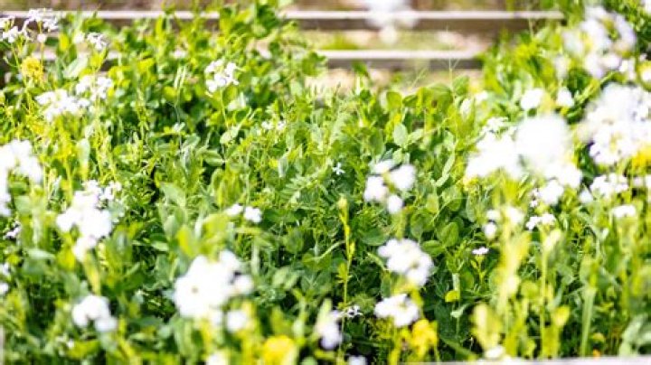 What is the best ground cover for clay soil?