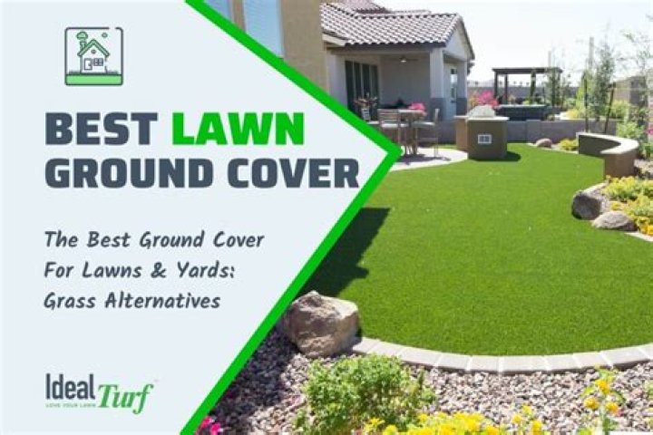 What is the best ground cover for large areas?