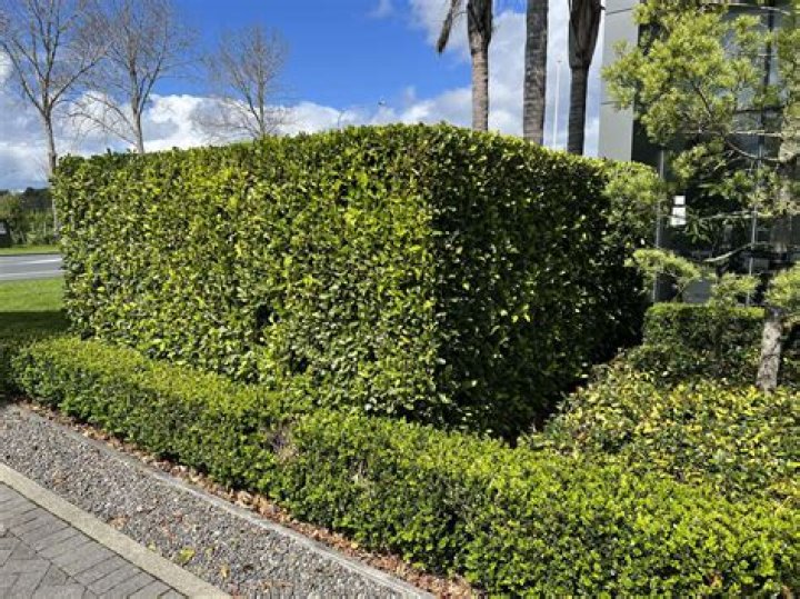 What is the best hedge for South Florida?