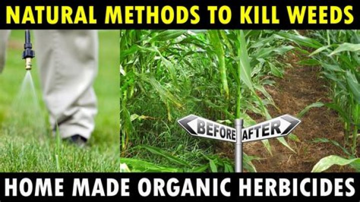 What is the best natural herbicide?