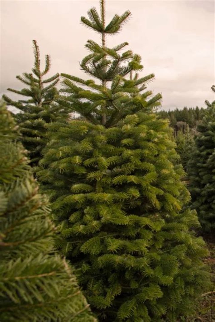 What is the best pine tree for Christmas?