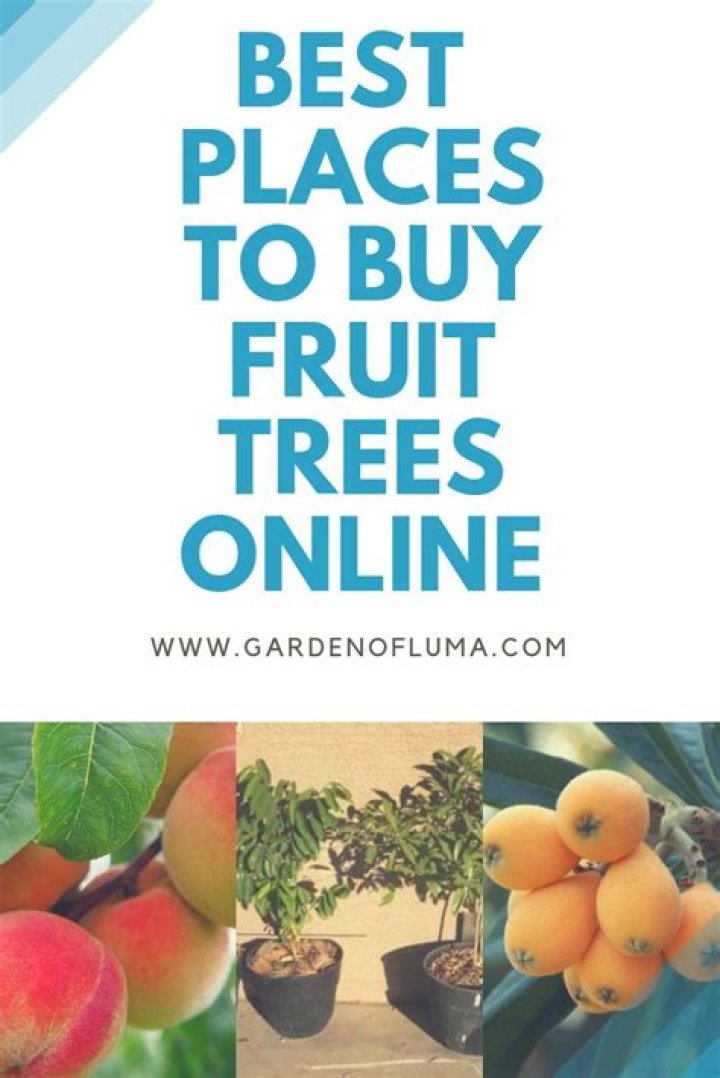What is the best place to buy fruit trees online?