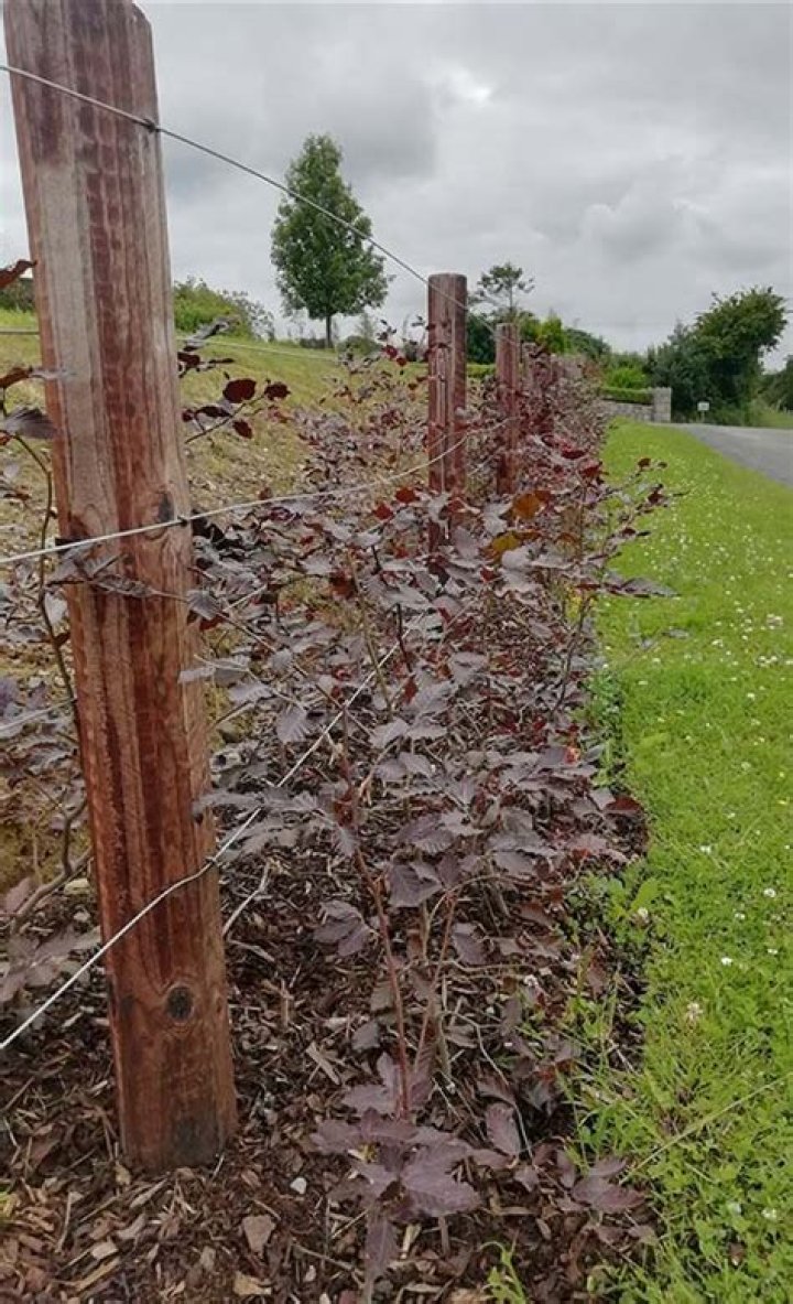 What is the best time of year to plant a beech hedge?