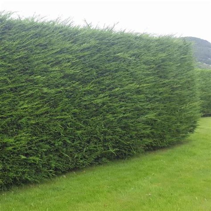 What is the best time of year to plant Leylandii?