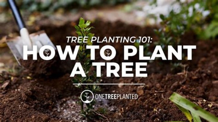 What is the best time to plant new trees?