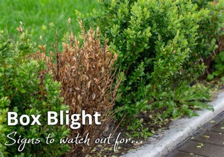 What is the best treatment for box blight?
