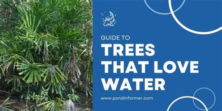 What is the best tree to plant to soak up water?