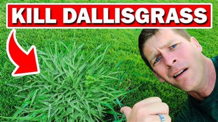 What is the best way to kill dallisgrass?