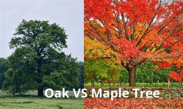 What is the biggest maple?