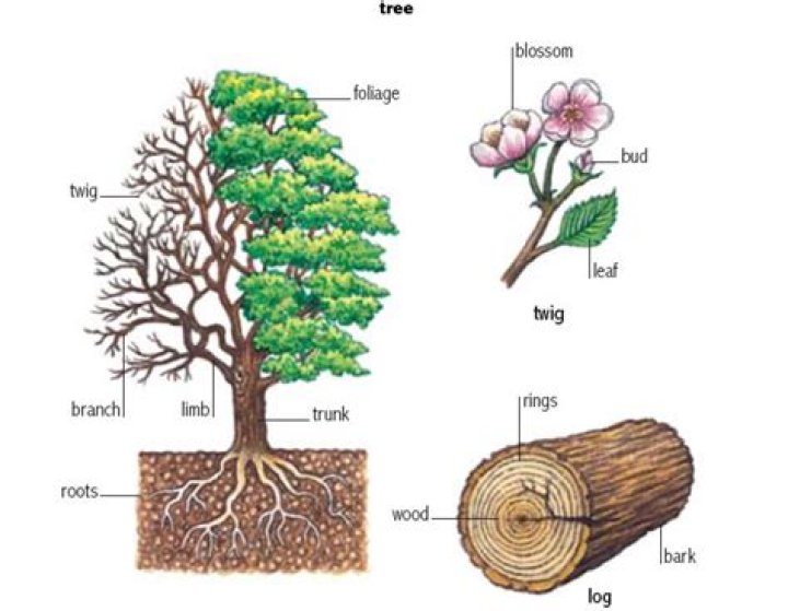 What is the definition of tree in English?