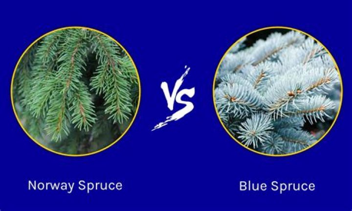 What is the difference between a blue spruce and a Norway spruce?