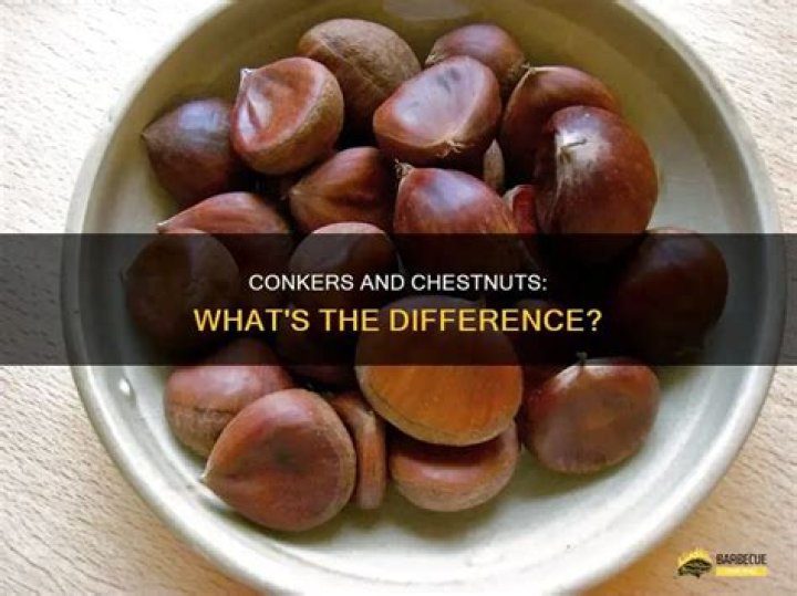 What is the difference between conkers and sweet chestnuts?