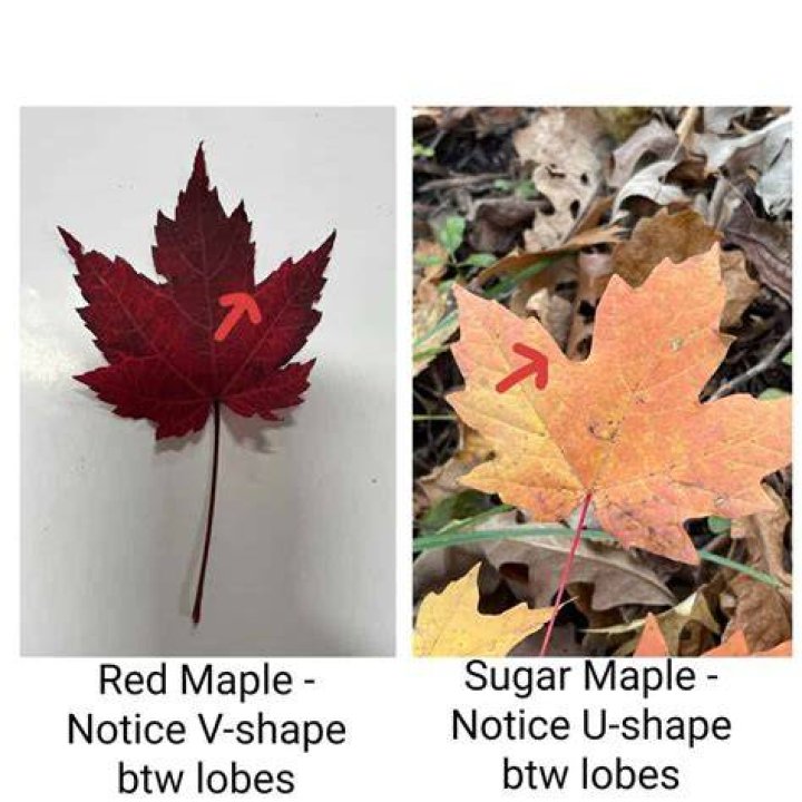 What is the difference between sugar maple and red maple?