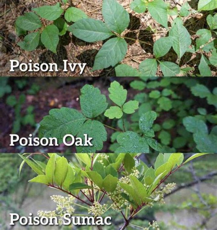 What is the easiest way to identify poison sumac?