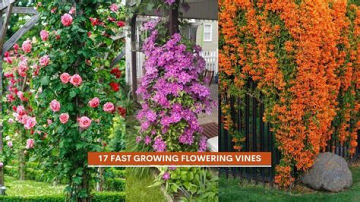 What is the fastest growing flowering vine?