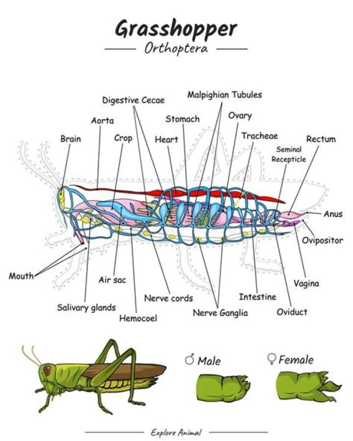 What is the female of grasshopper?