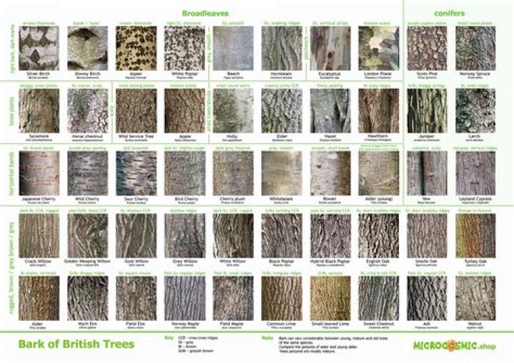 What is the first step to identifying a tree?