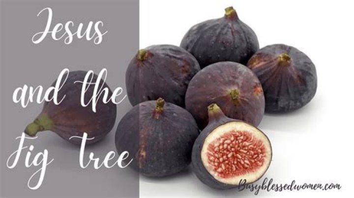 What is the fruit of a fig tree?