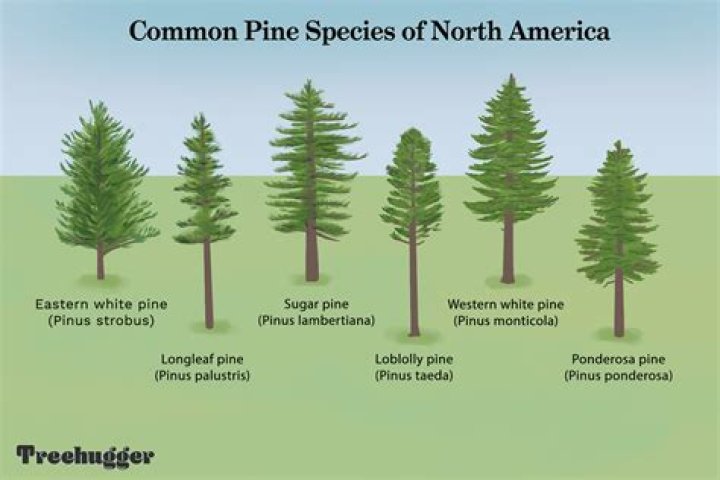 What is the growth rate of a White Pine?