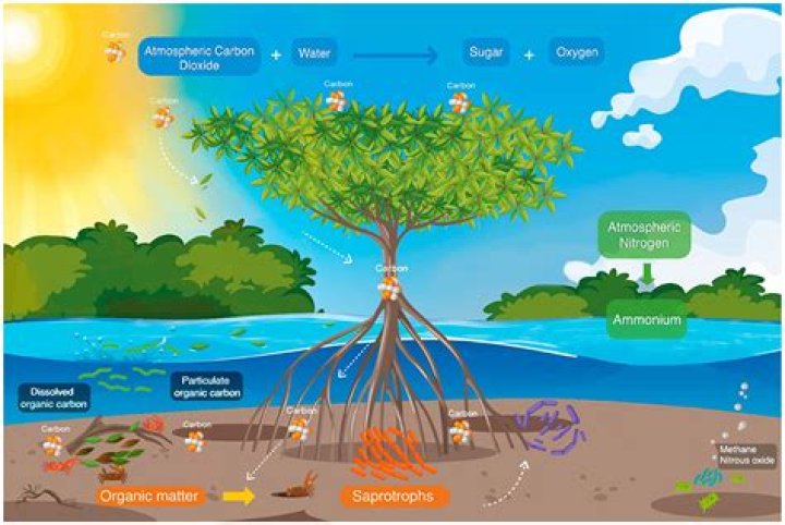 What is the importance of Bay grasses?