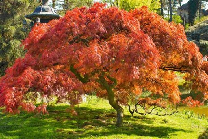 What is the largest growing Japanese maple?