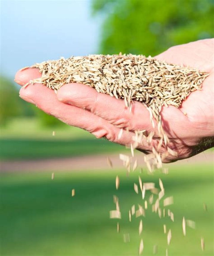 What is the latest time to sow grass seed?