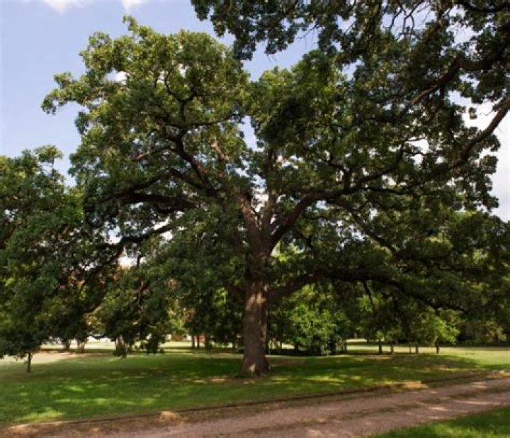 What is the lifespan of a bur oak tree?