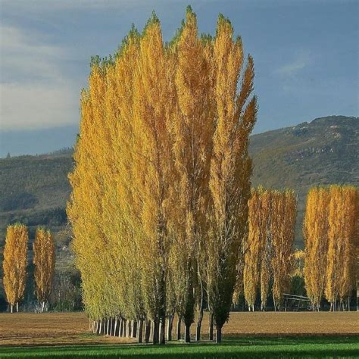 What is the lifespan of a Lombardy poplar tree?