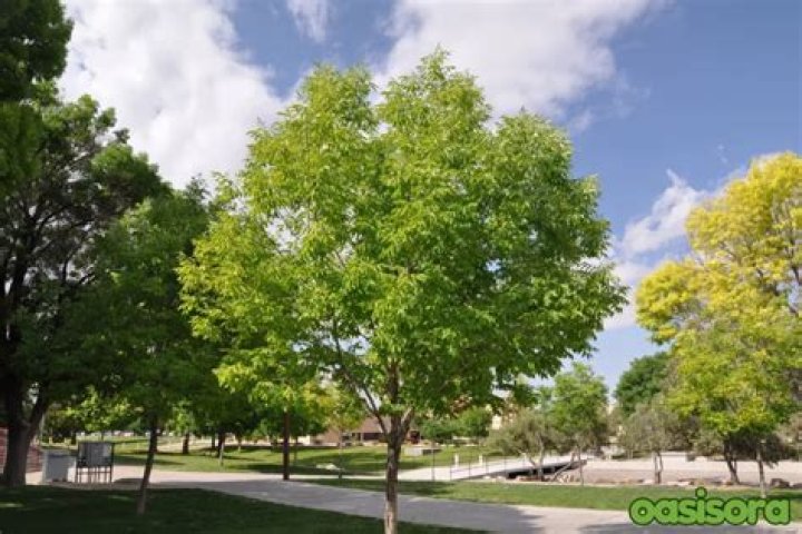What is the lifespan of an Arizona ash tree?