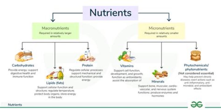 What is the main nutrient in dairy?
