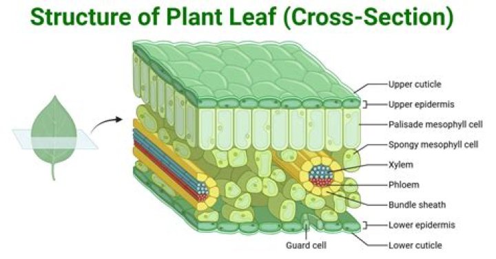 What is the main purpose of a leaf on a tree?
