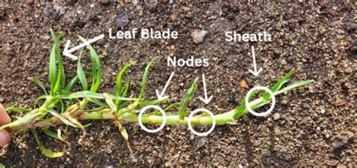 What is the meaning of Doob grass?